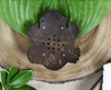 Picture of Coconut Shell Soap Dish  (Frog Shape)